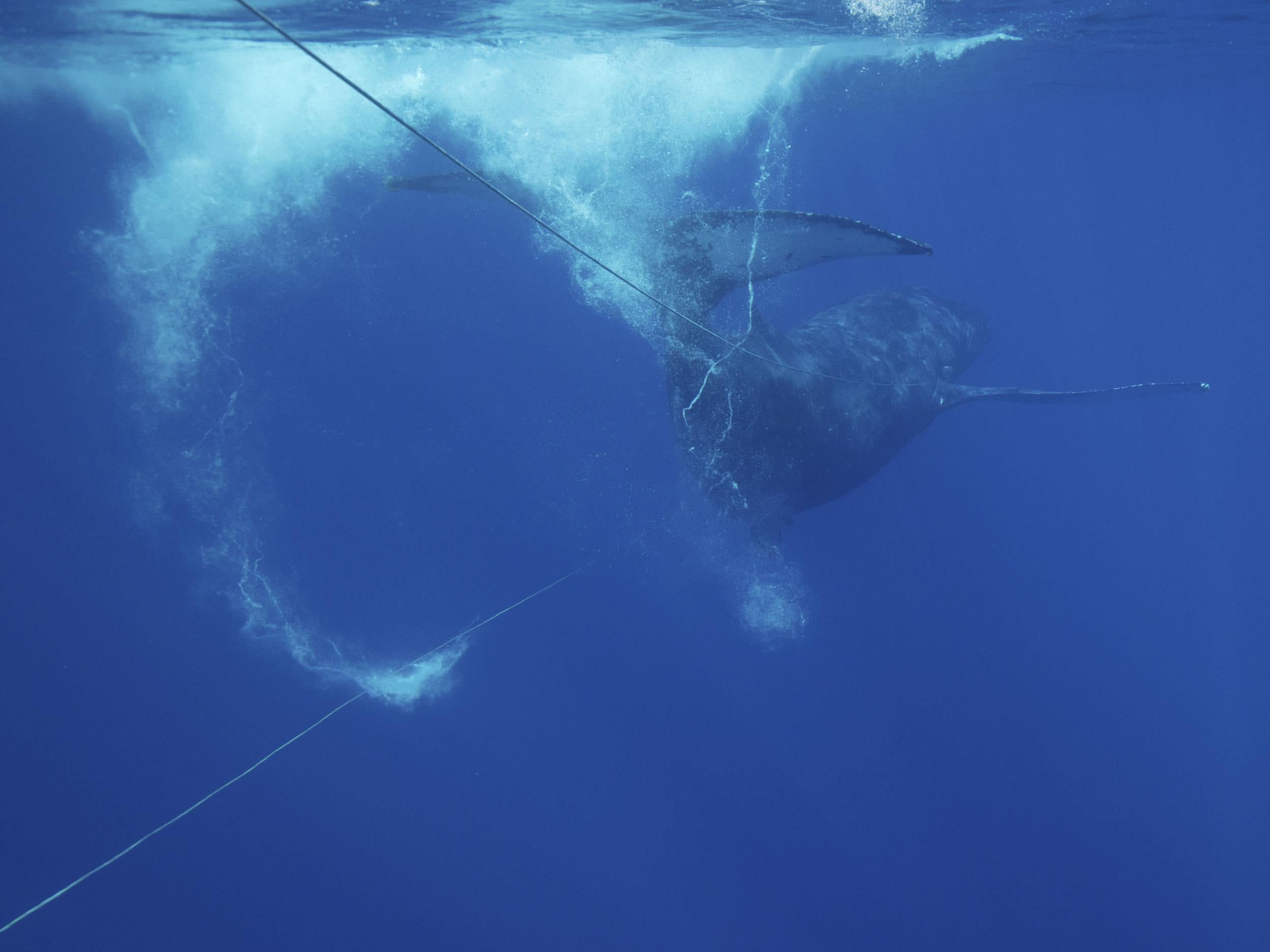 An entangled humpback whale with line running from both sides of its mouth