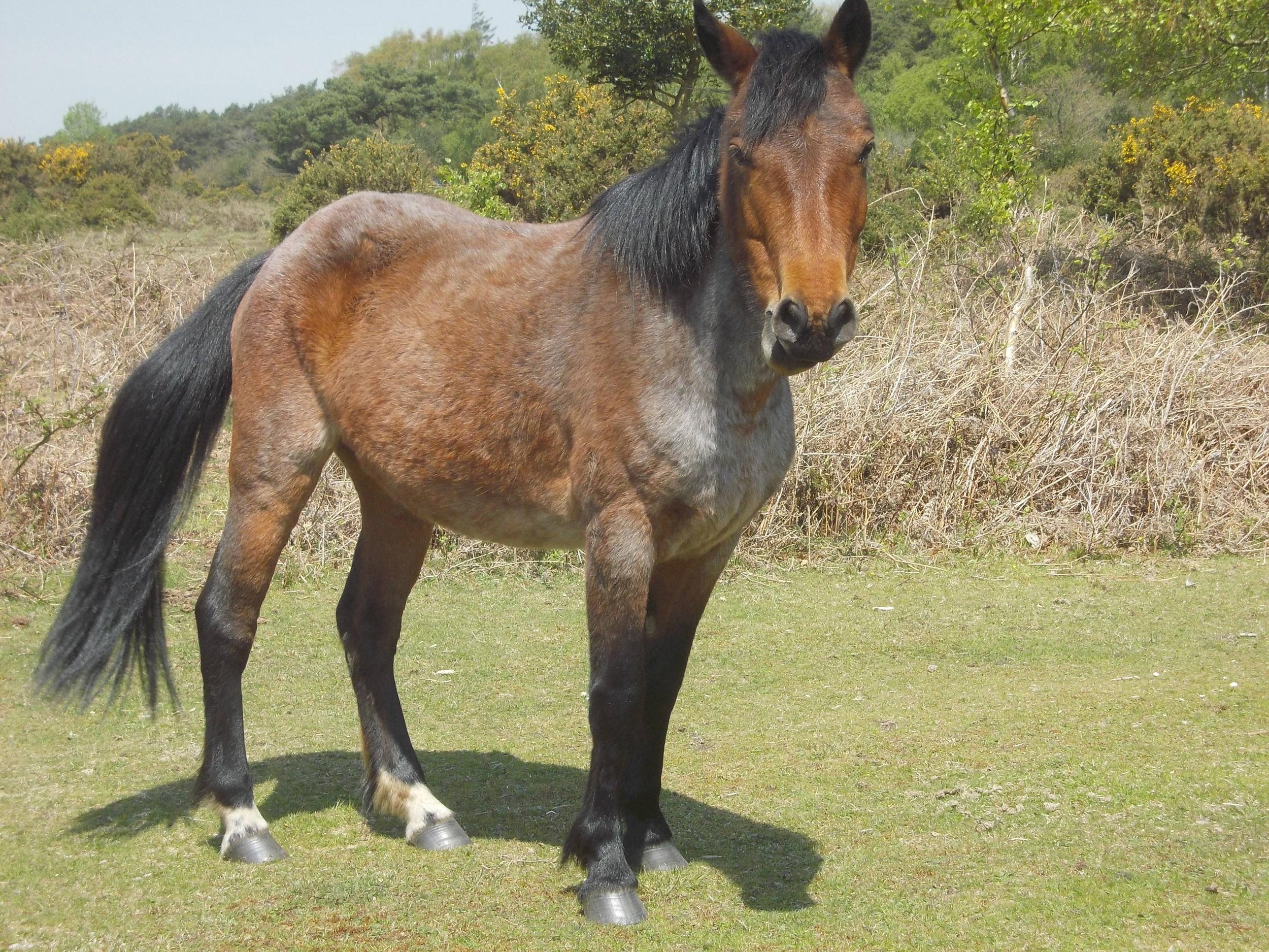 Hazelhill Scrap the pony was killed after being clipped by a passing motorist