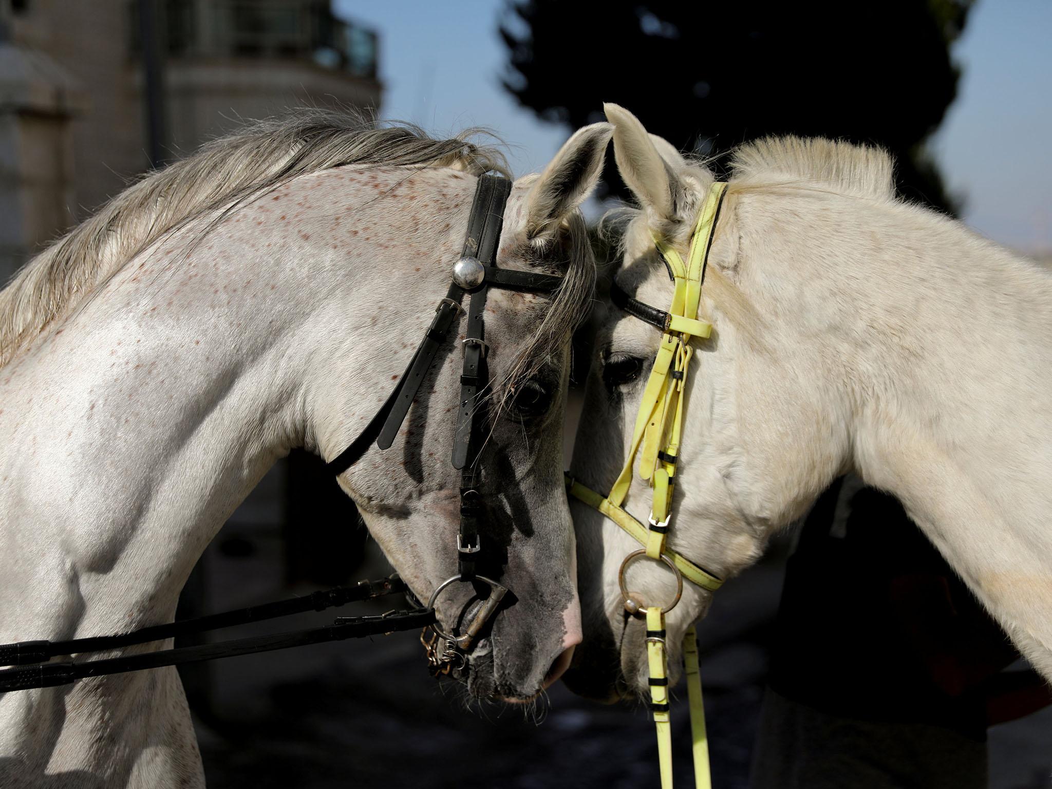 The study could help establish a better relationship between humans and animals, the researchers said