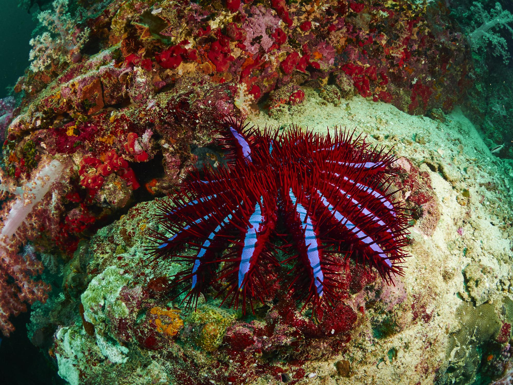 Funding will go towards combating the outbreak of crown-of-thorns starfish on the Great Barrier Reef, which feed on coral and contribute to its decline