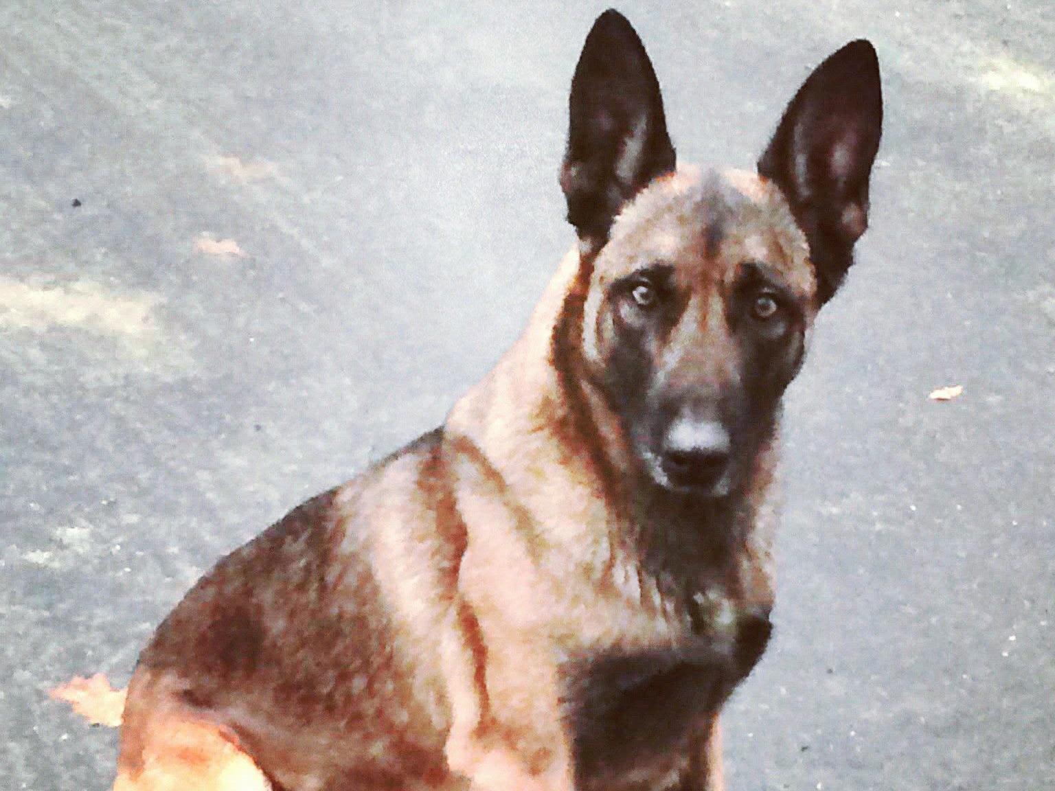 The dog known as K9 Veda was punched, kicked and bitten on the head by the man resisting arrest, but was uninjured and cleared for duty