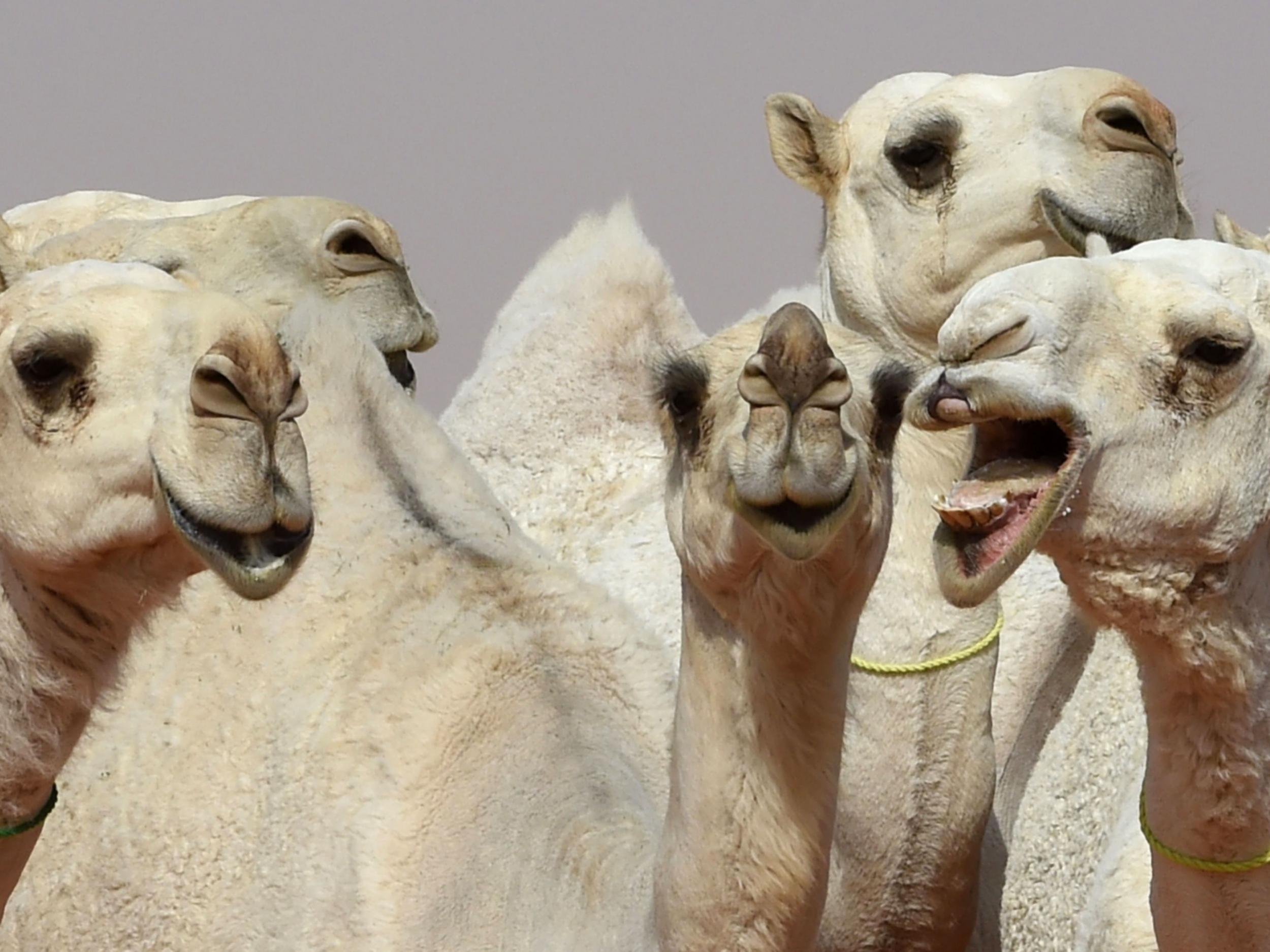 Camels during a beauty contest as part of the annual King Abdulaziz Camel Festival