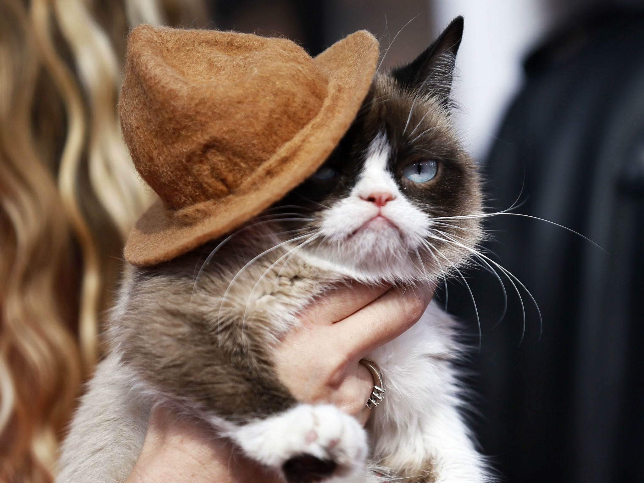 Grumpy cat arrives at the 2014 MTV Movie Awards in Los Angeles, California