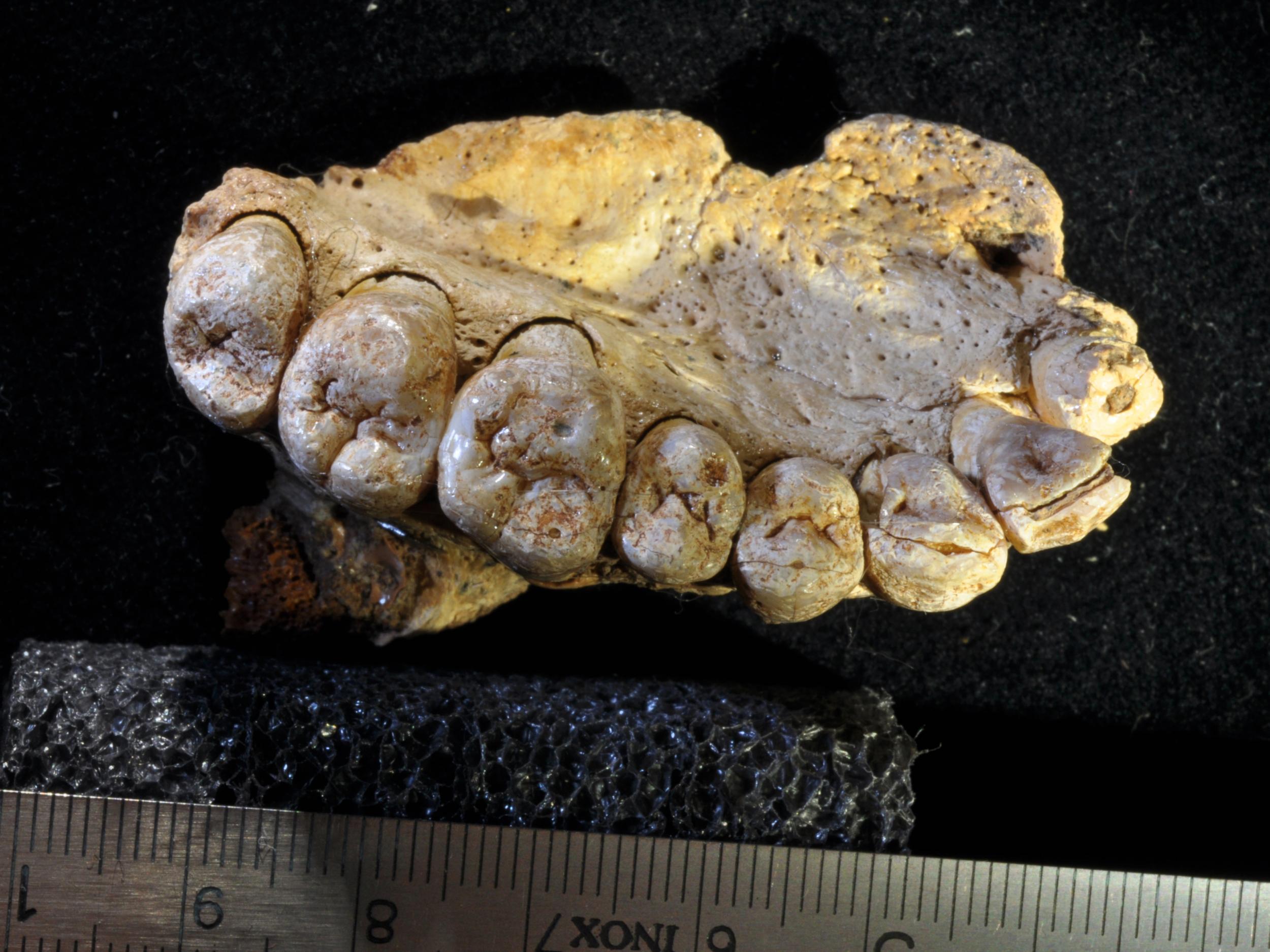 Close-up view of the fossilised teeth belonging to the Misliya-1 specimen