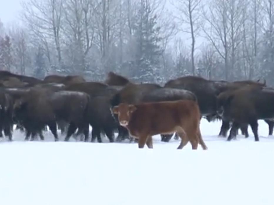 The light brown cow has been running with the bison for about three months