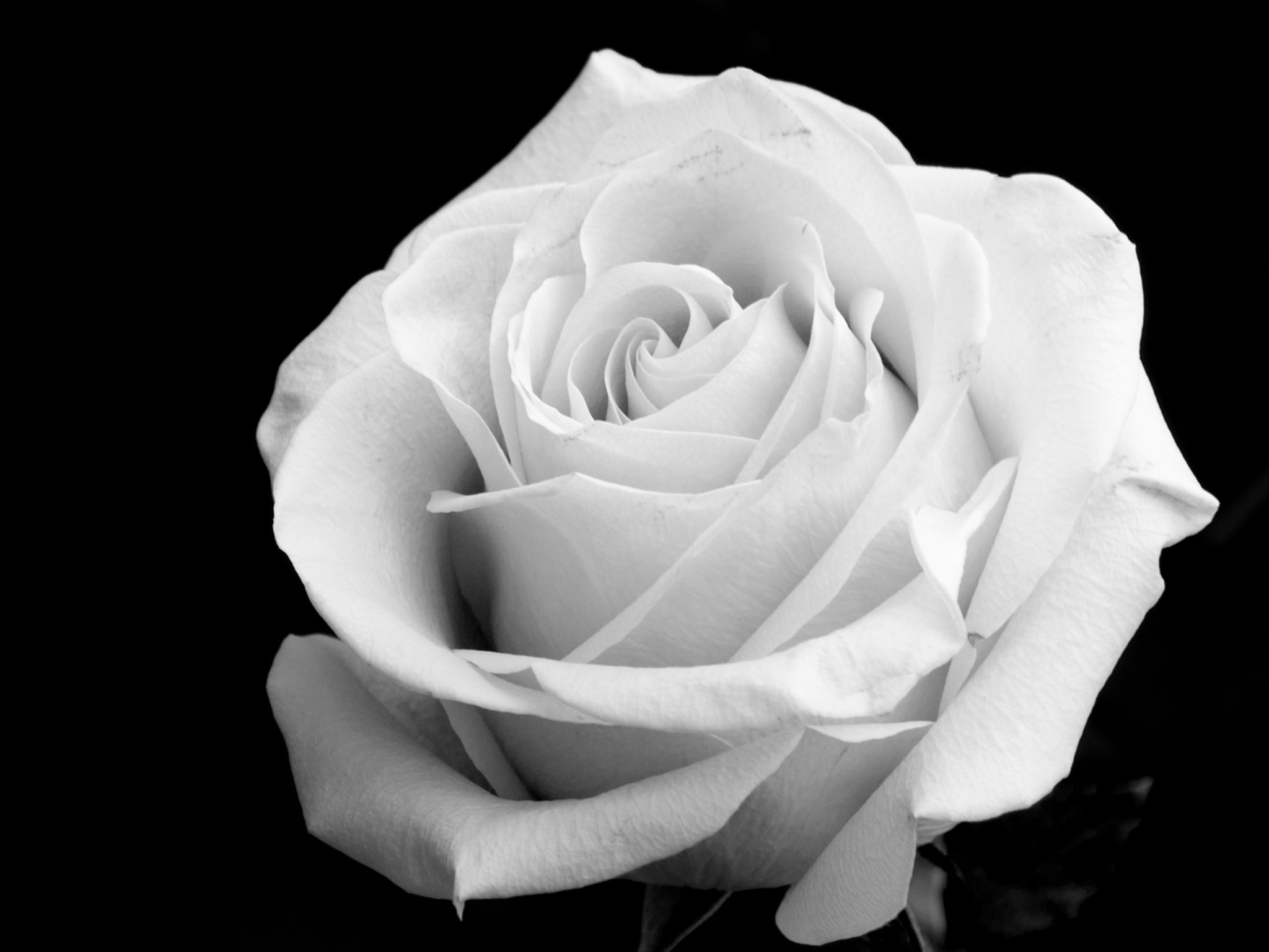 A white rose