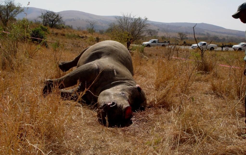 The carcass of a poached rhino. More than 7,000 of these creatures have been butchered for their horns in South Africa over the last decade