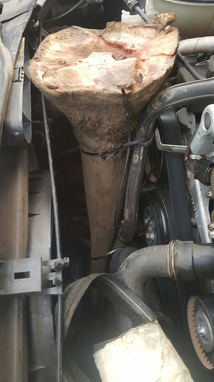 This massive rhino horn, concealed in an engine compartment, was recovered at a police roadblock near town of Phongola in KwaZulu-Natal