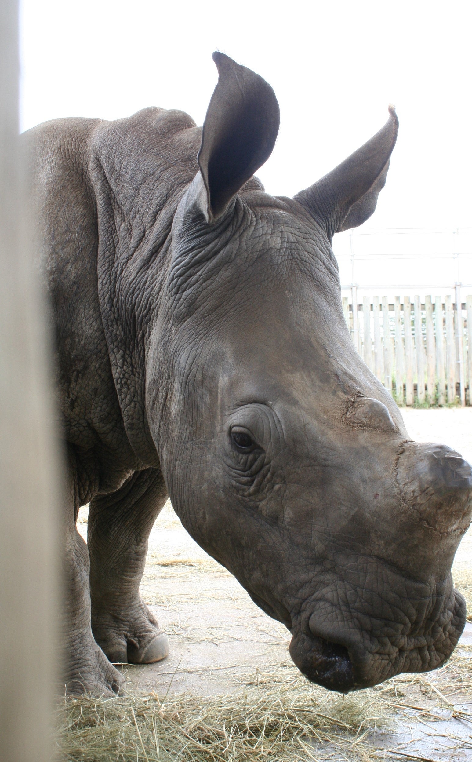 ‘We all have a duty to the other forms of life we share this planet with. I don’t believe our generation has the right to just let the rhinos disappear,’ said Player before his death