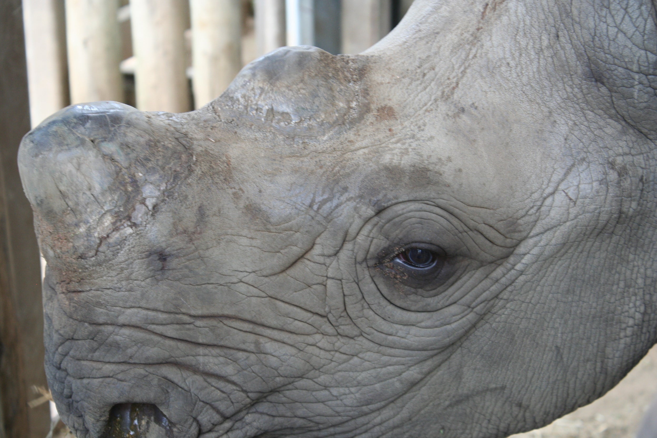 A black rhino calf, one of nearly a dozen orphans under care and rehabilitation in the Hluhluwe-Imfolozi reserve