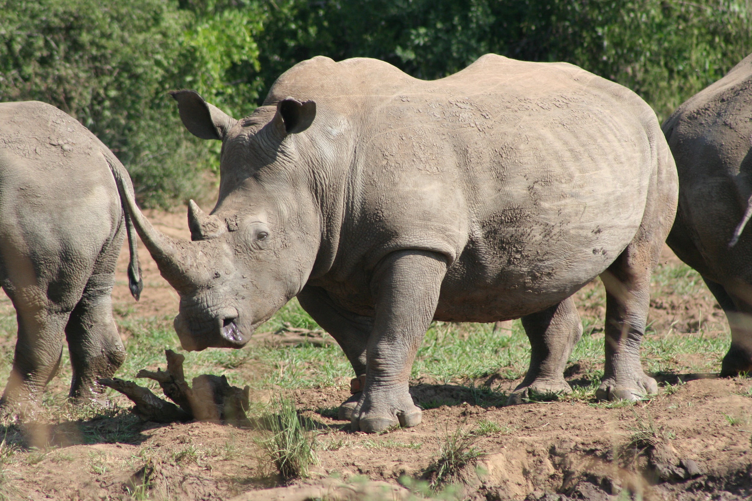 White rhinos, weighing in at up to 2,400kg, are the world’s second-largest land mammals