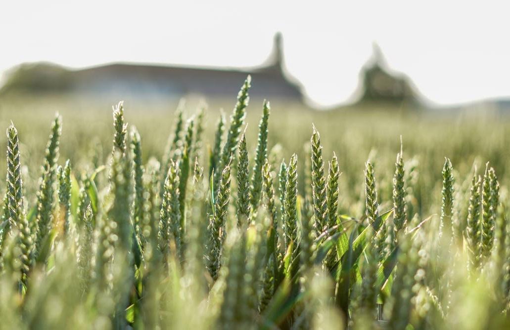 Biofortified crops have been introduced into many countries in Africa, Asia and Latin America