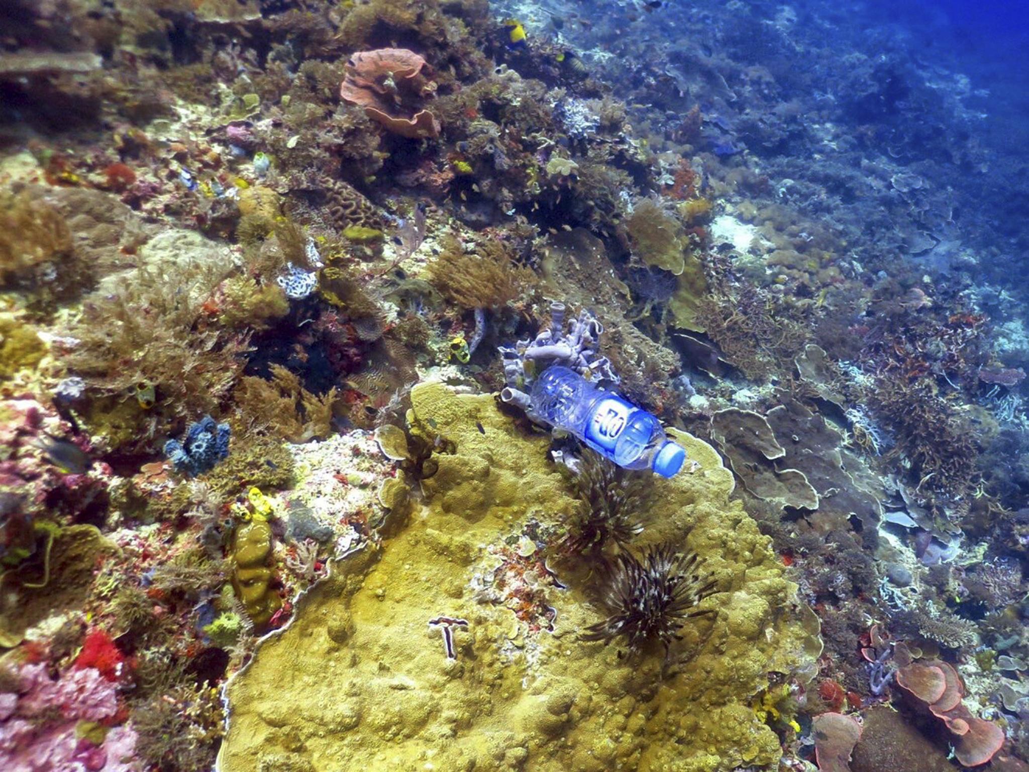 Reefs across the Asia-Pacific region are reportedly littered with more than 11 billion pieces of plastic larger than 5cm (Dr Kathryn Berry)