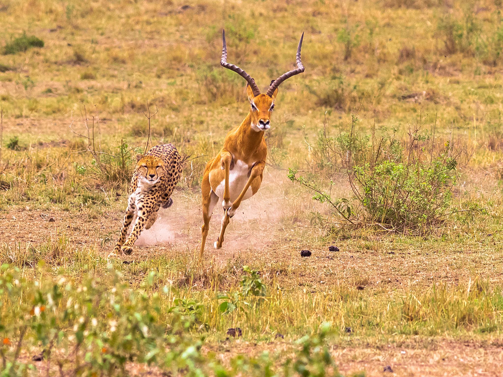 A hunting cheetah at the Masai Mara reserve in Kenya