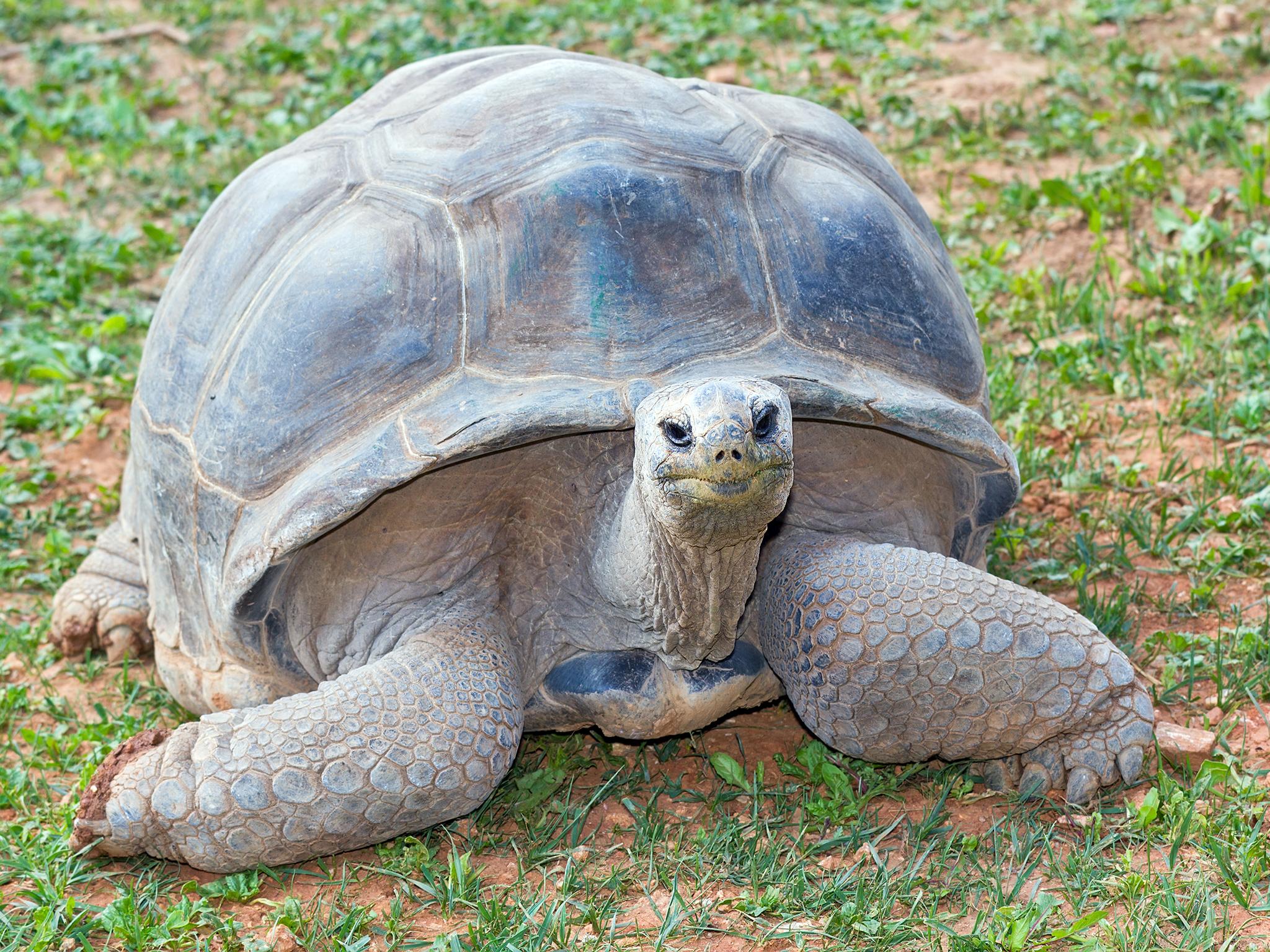 Aldabra giant tortoise, one of the largest in the world, in the Seychelles