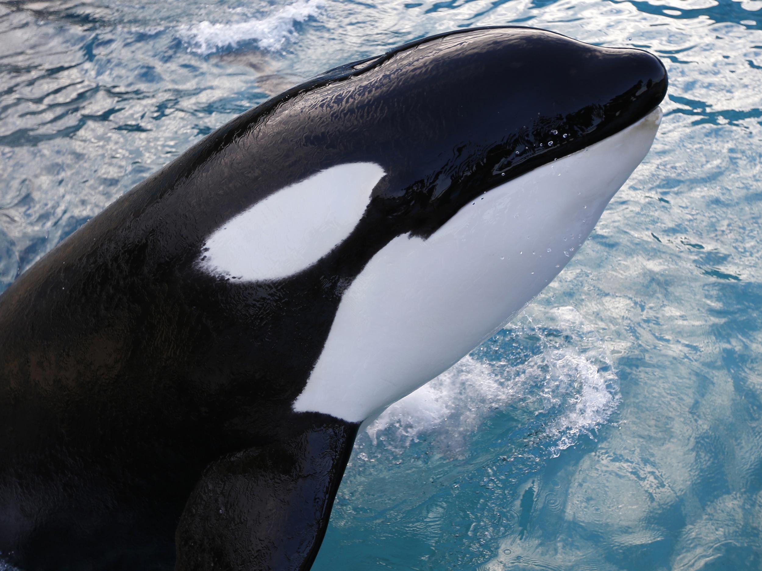 An orca swims at the Marineland animal exhibition park in the French riviera city of Antibes