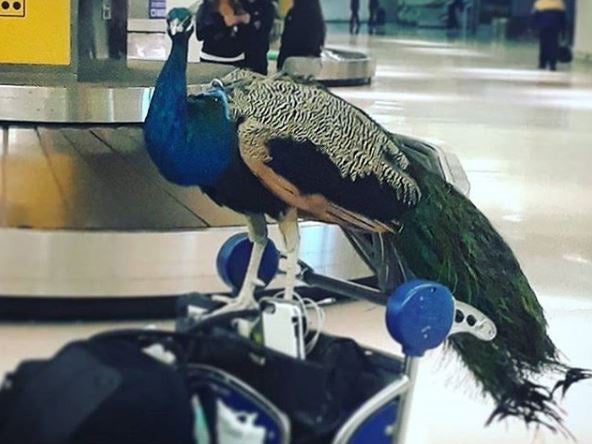 Dexter the Peacock