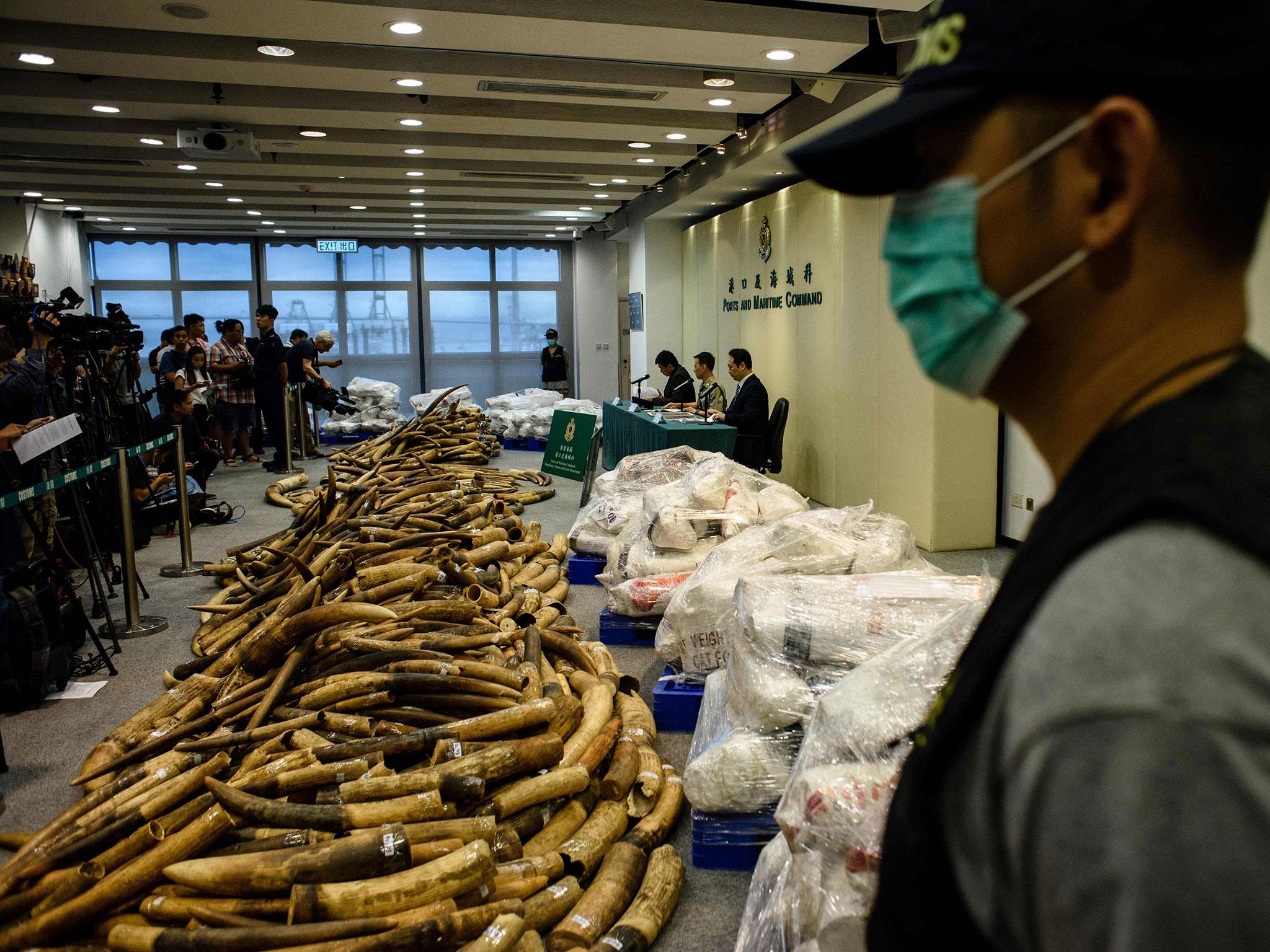 A customs officer stands guard next to seized elephant ivory tusks following Hong Kong's largest seizure of ivory tusks in the last thirty years