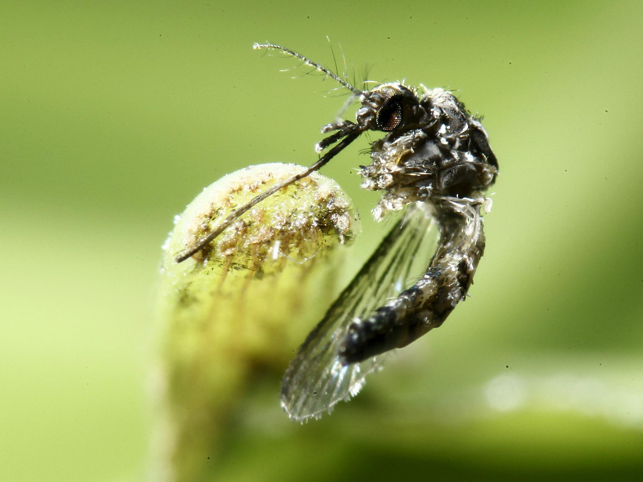 An aedes aegypti mosquito is pictured on a leaf. The species is known to spread Zika, dengue, and yellow fever.