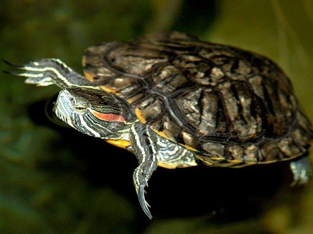 Loo the terrapin and Sea Life Manchester