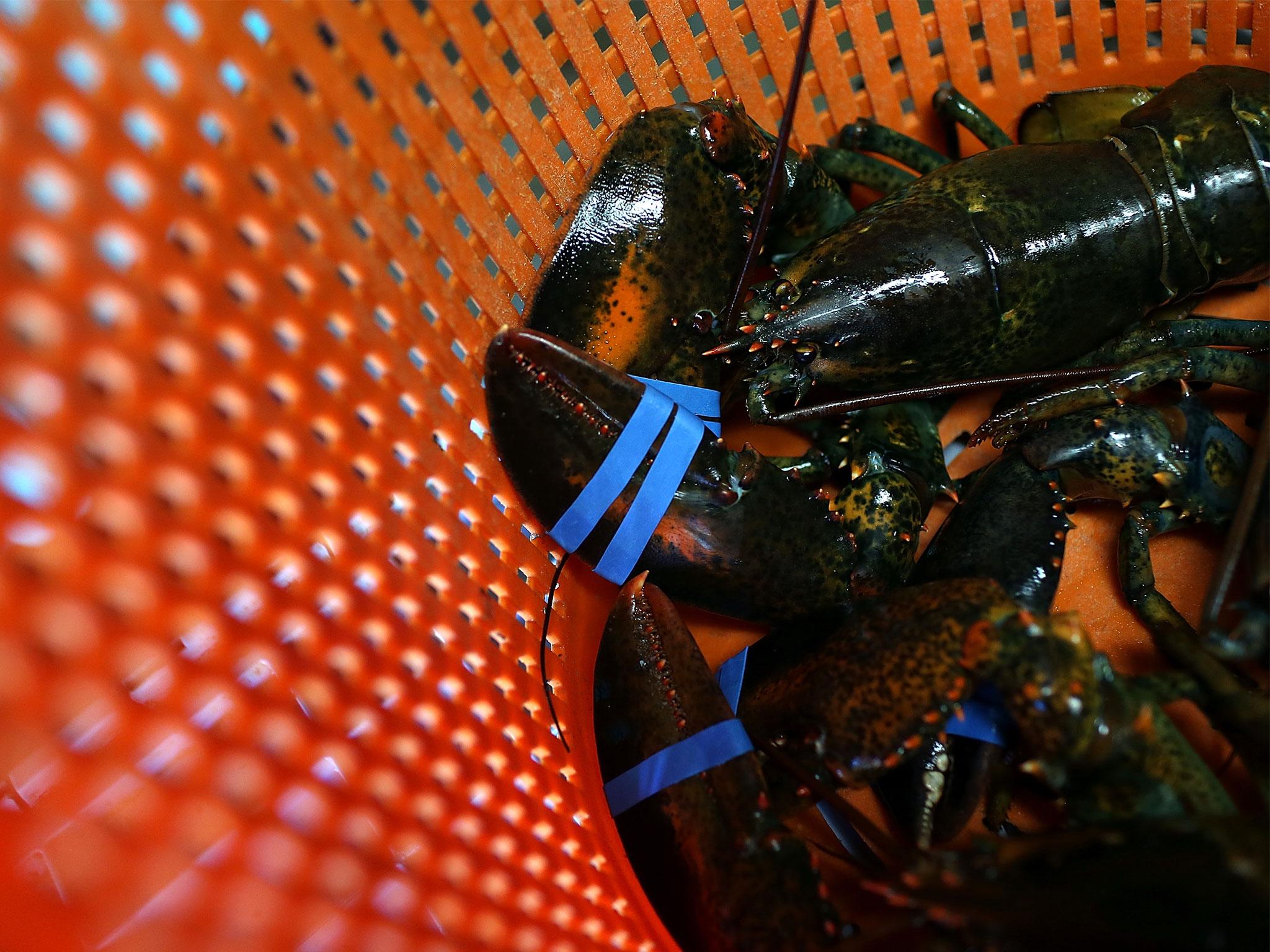 Live lobsters are being offered for postal delivery to customers through Amazon