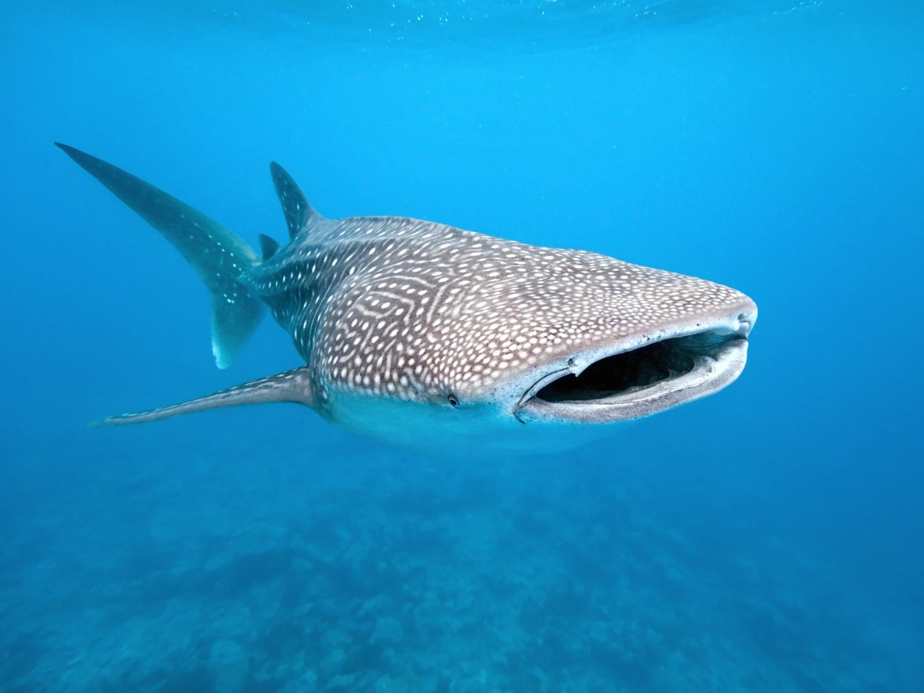 Whale sharks are ingesting hundreds of pieces of plastic every day, according to new research