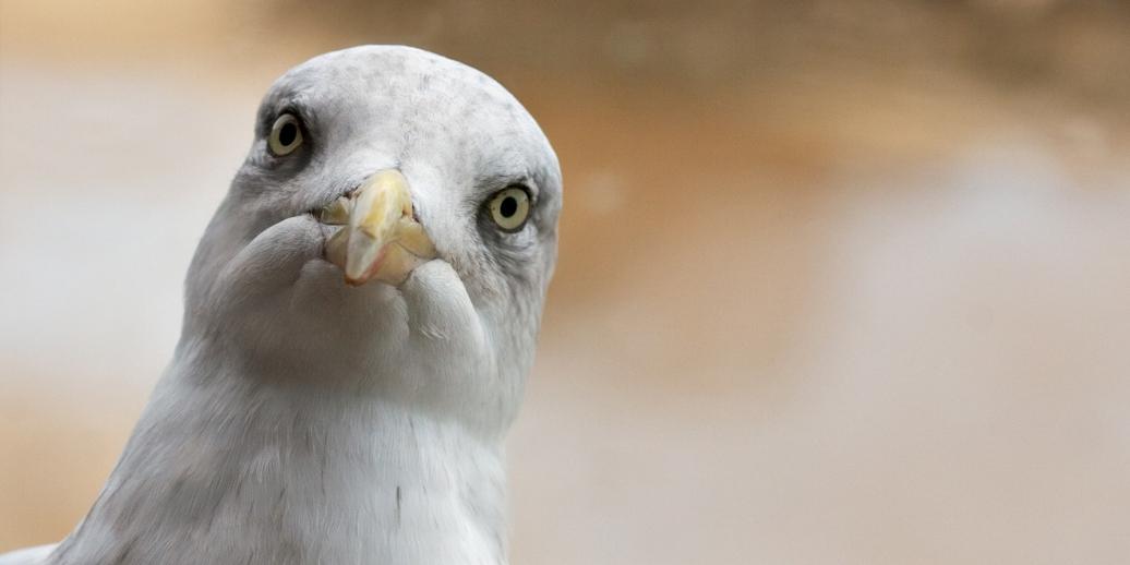 Seagulls are ‘plaguing’ the area, Mrs Thrumble said