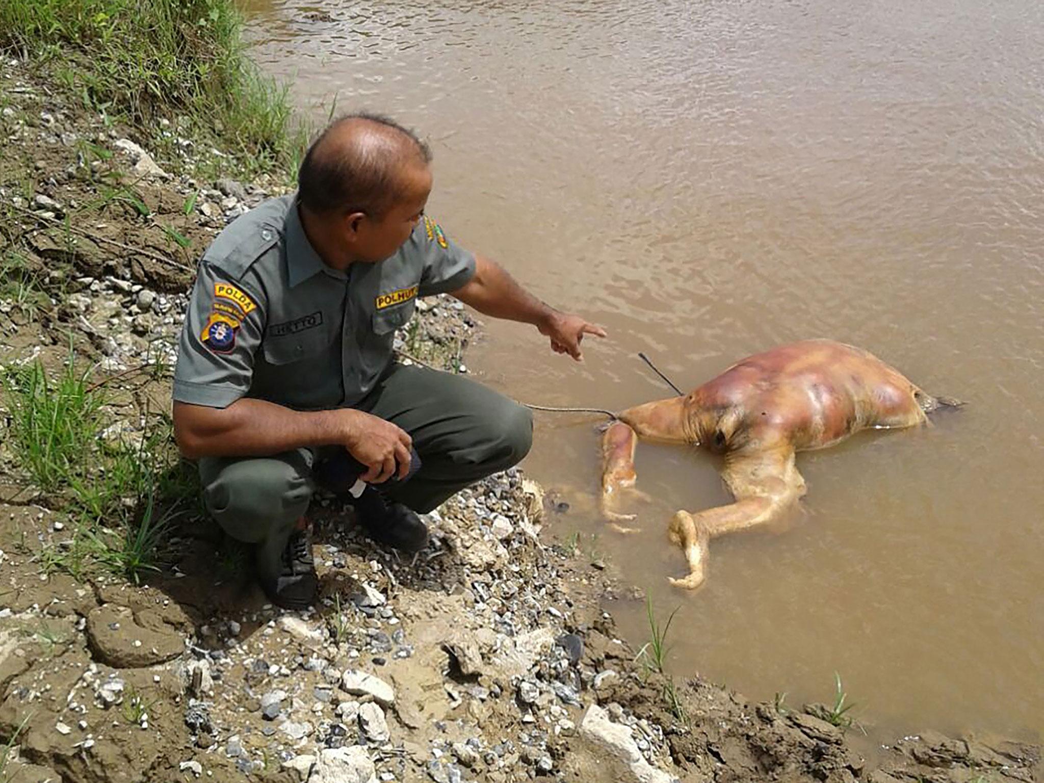 Last month an orangutan’s corpse was found decapitated with more than a dozen pellets in its body in a river in Barito, Central Borneo