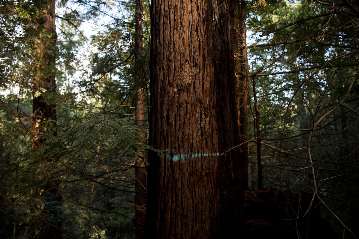 A line of blue spray paint indicates a tree that Campbell has marked to be taken down