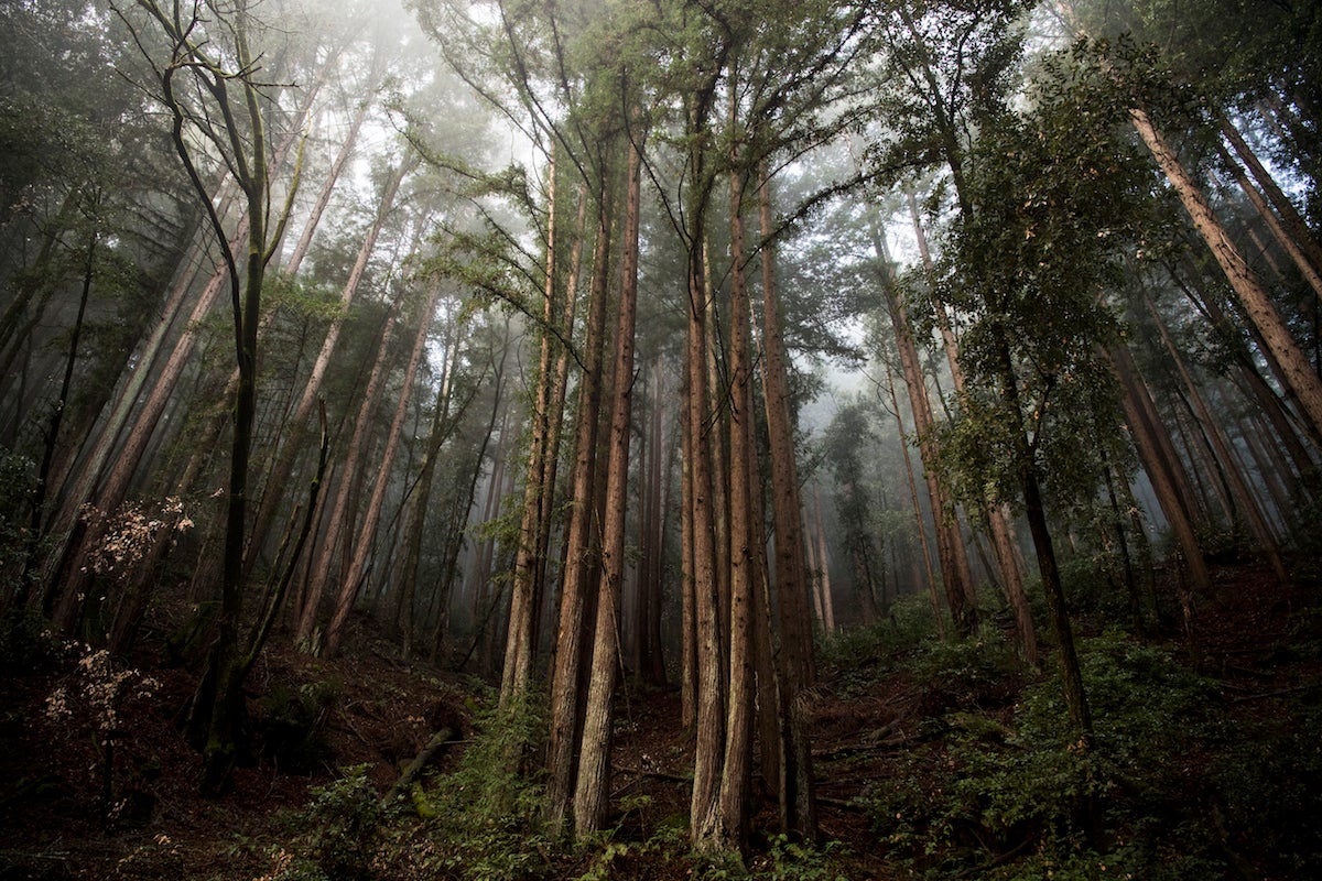 The science is complex and time-consuming. A human has 3 billion ‘base pairs’ of DNA on its chromosomes; a redwood has 38 billion