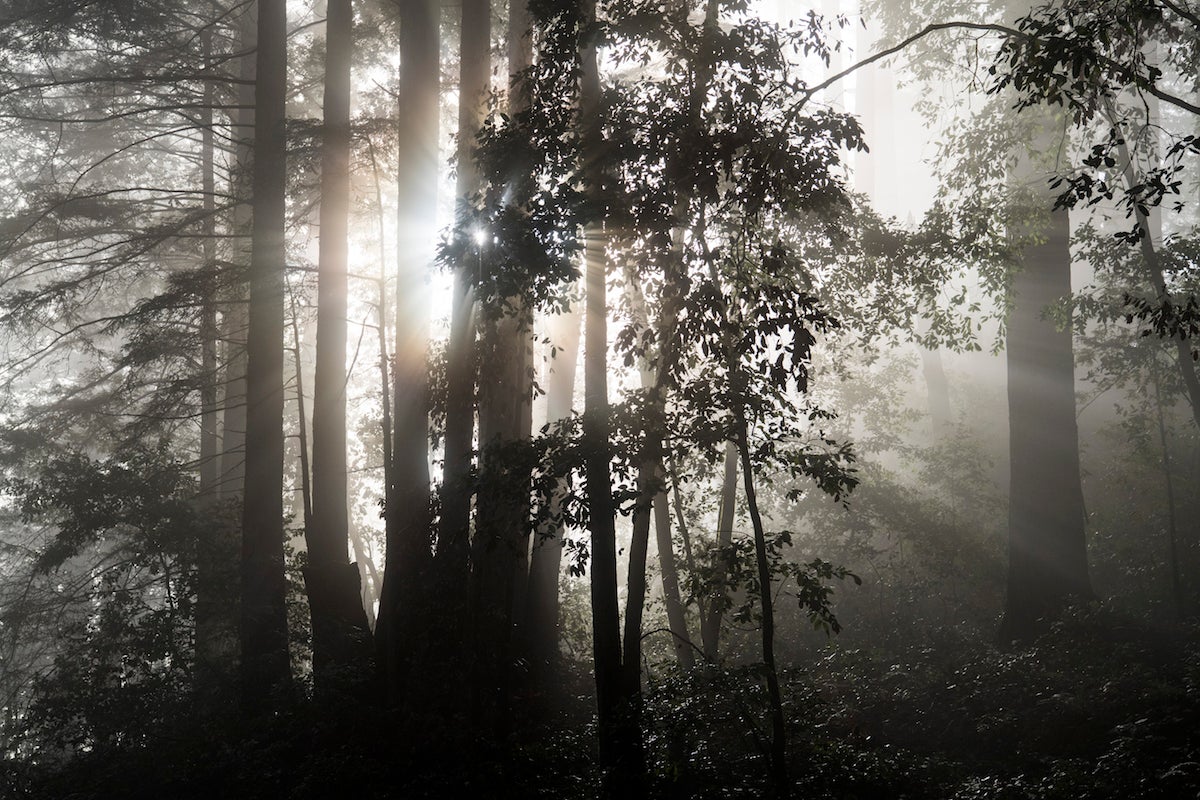 Redwoods absorb moisture from fog at their crowns, but erratic weather patterns risk changing the frequency of fog