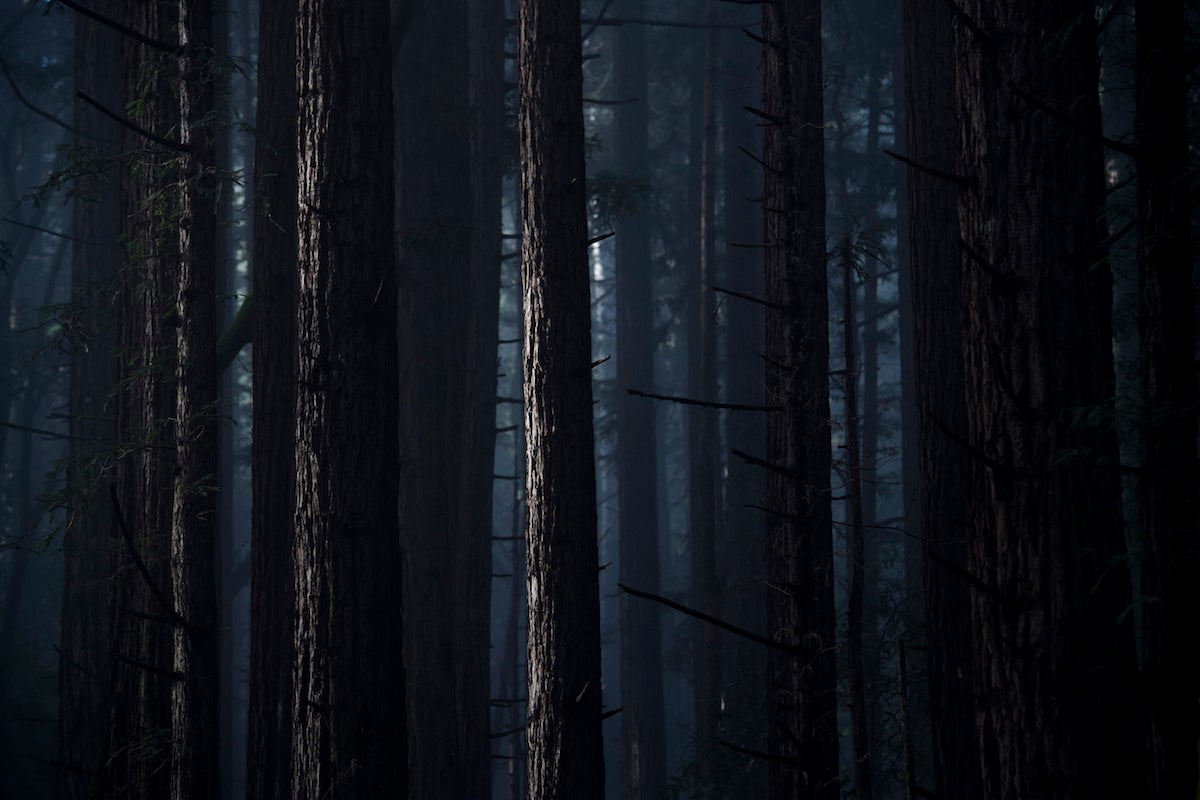 Just 5 per cent of the redwoods that stood before 1849 are still alive