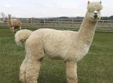 Pregnant alpacas could lose babies after hunt hounds tear through farm