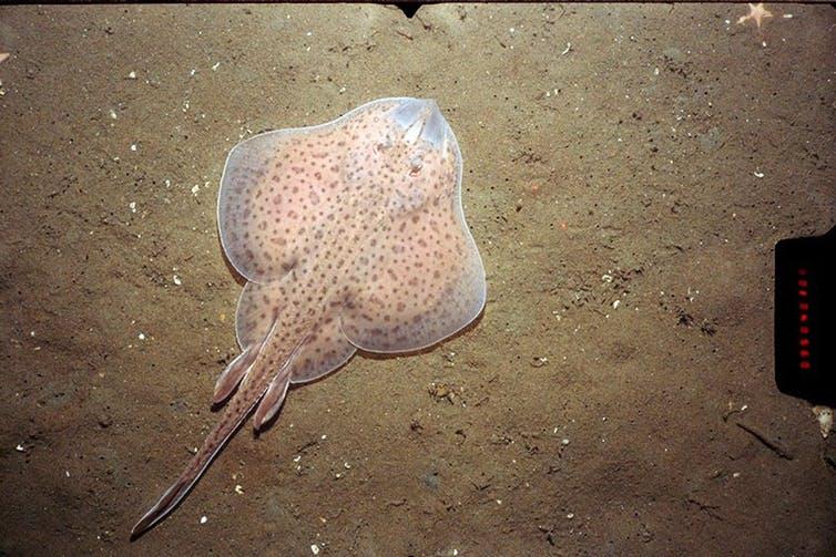 Little skates move along the ocean floor by moving their hind fins from left to right