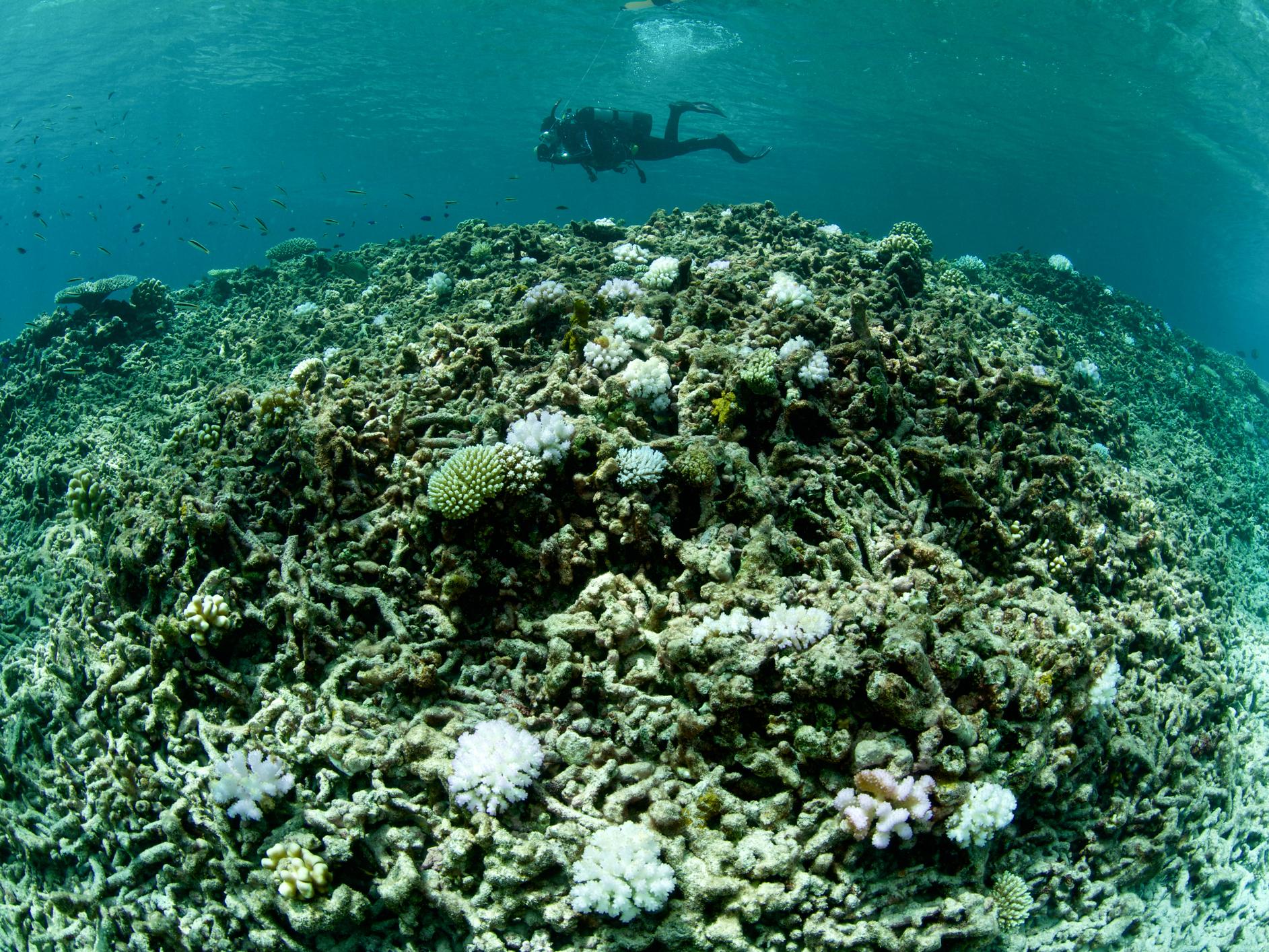 Bleaching events in recent years have highlighted the need for rapid action to save the world's coral reefs