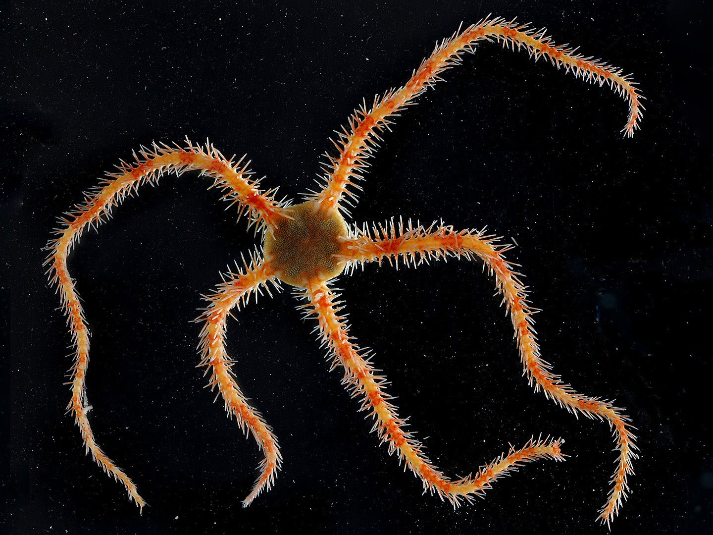 Previous studies of life beneath the ice observed a brittle star similar to this one, which was collected from the Antarctic shelf (British Antarctic Survey )