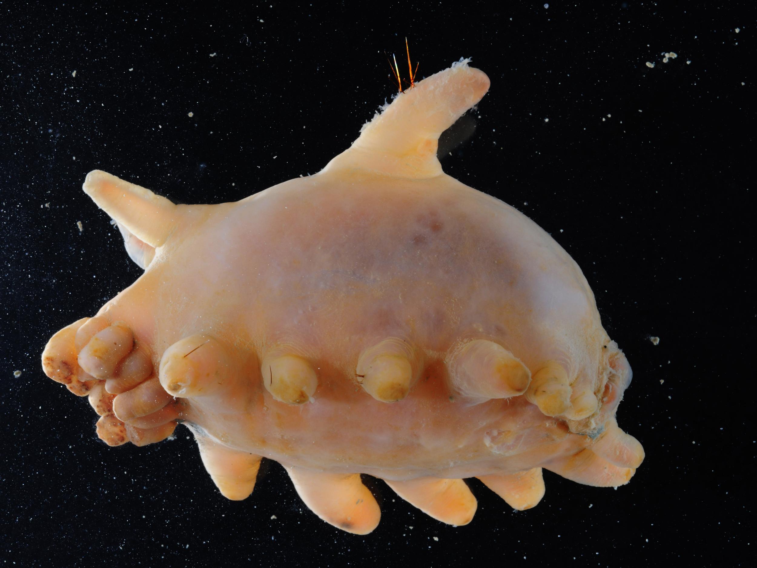 A creature known as a sea cucumber collected from the Antarctic shelf. The researchers on the current mission think they might find animals like this inhabiting the newly exposed region (British Antarctic Survey )