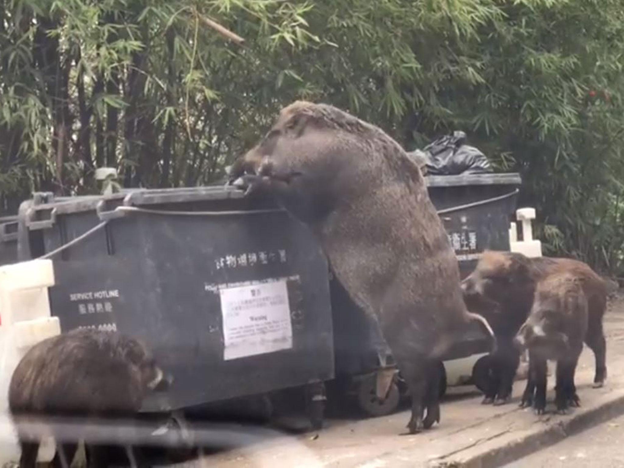 Three piglets stand around the large pig as it searches the bin