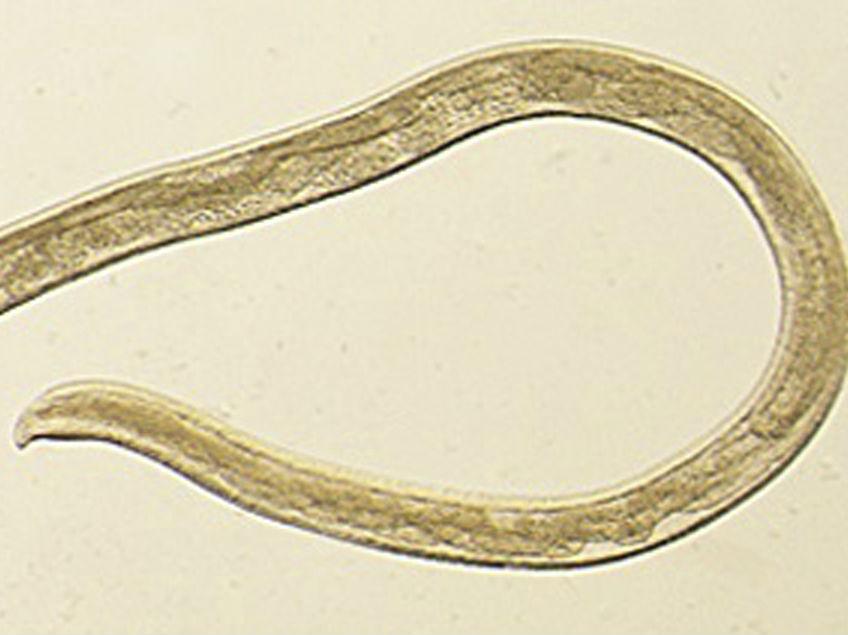 This photo provided by the Centers for Disease Control and Prevention shows Thelazia gulosa, a type of eye worm seen in cattle