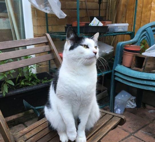 El Gato, the de facto leader of the Labour Party