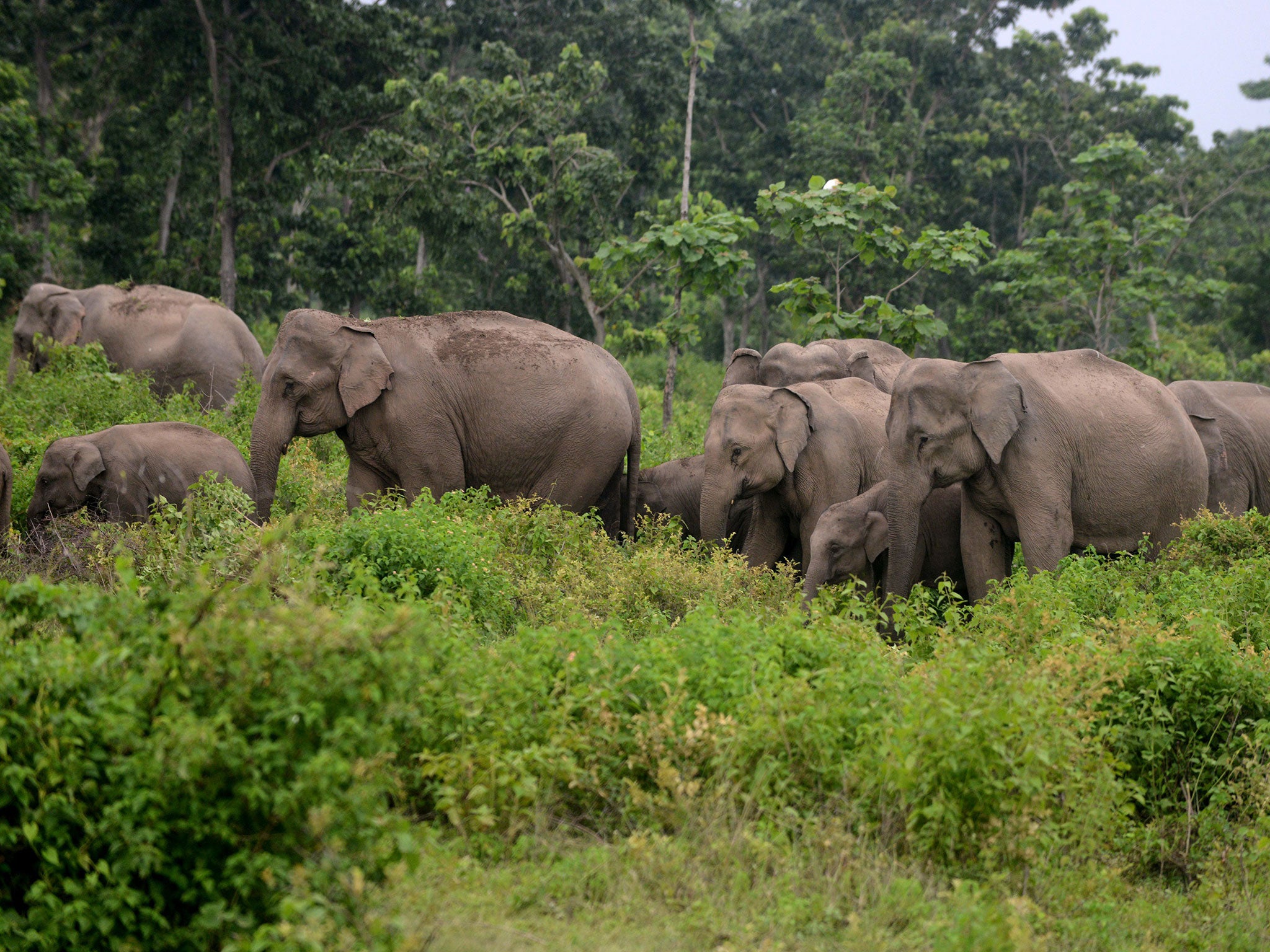 Forests around 21.5 per cent of the country's total geographical area