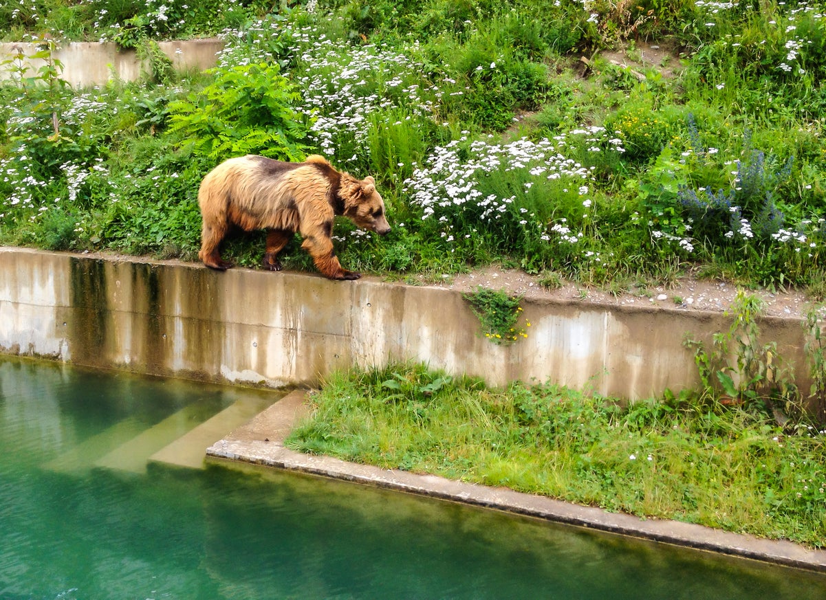 BearPark is a 6,000 square metre playground for bears