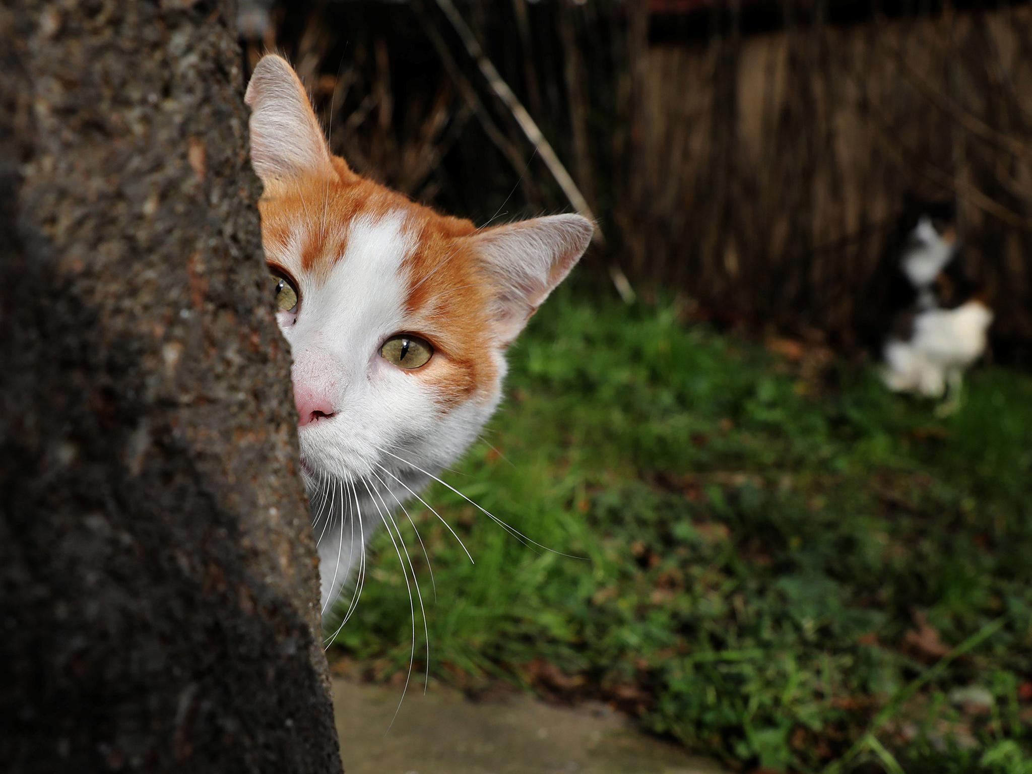 Peek-a-boo: a tree in Istanbul provides protection for a wary feline