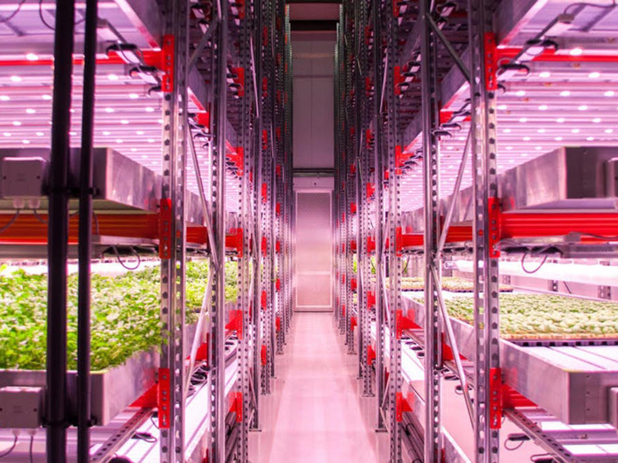 Planting the seeds of a revolution: aquaponics venture GrowUp farms herbs and fish using only artificial light inside an industrial unit in east London