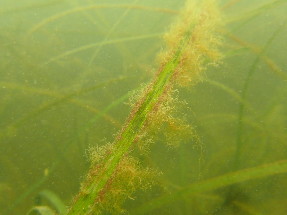 The underwater ‘meadows’ around the UK are at risk of being silenced forever by nutrient pollution from sewage and livestock waste