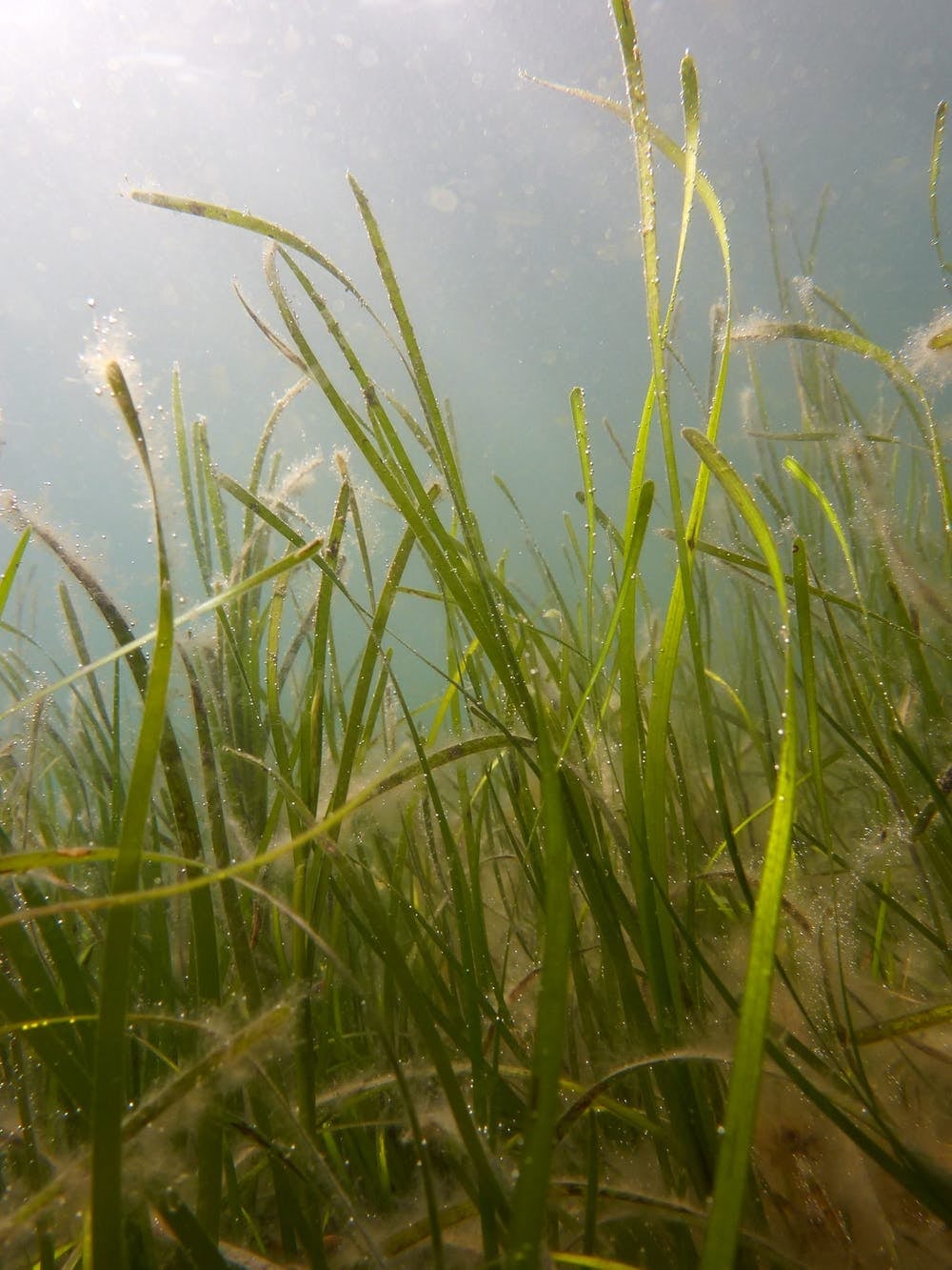 Seagrass is know as ‘the canary of the sea’