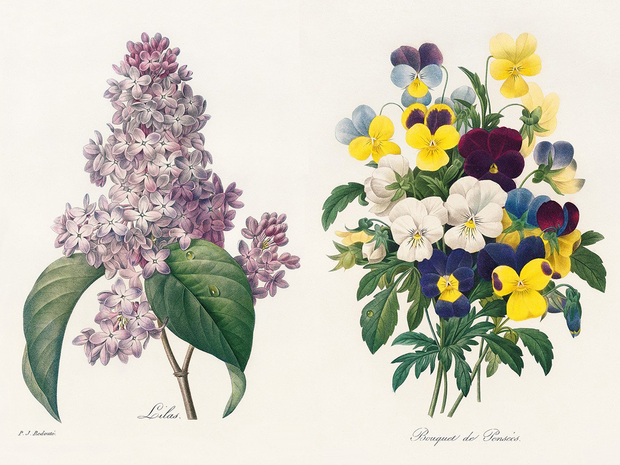 The colour purple: ‘Lilas’ and ‘Bouquet due Pensees’ from the selection of floral masterpieces