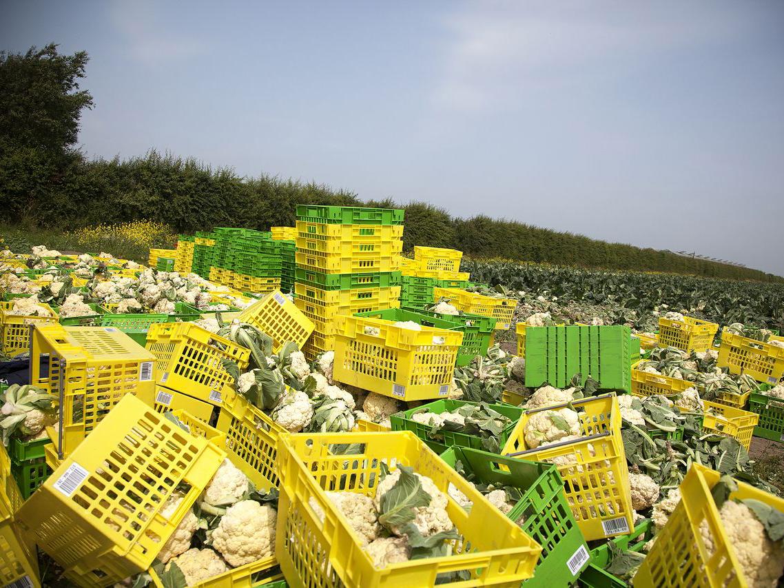 Huge quantities of fruit and vegetables - such as these cauliflowers - are being wasted every year, often due to cosmetic standards set by supermarkets