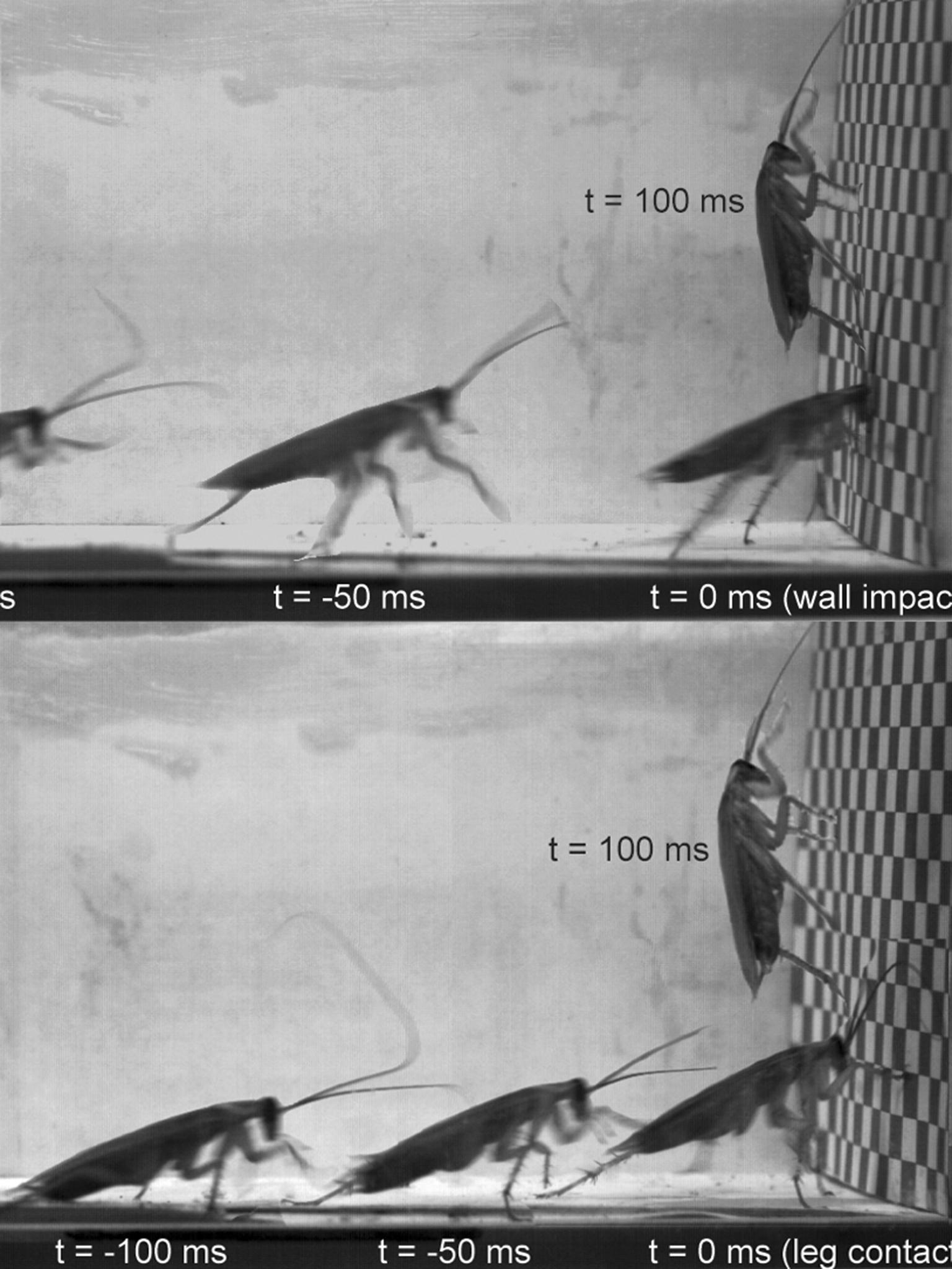 A new study says American cockroaches can run into walls because their exoskeletons allow them to recover quickly with hardly any loss in momentum (Journal of the Royal Society Interface)