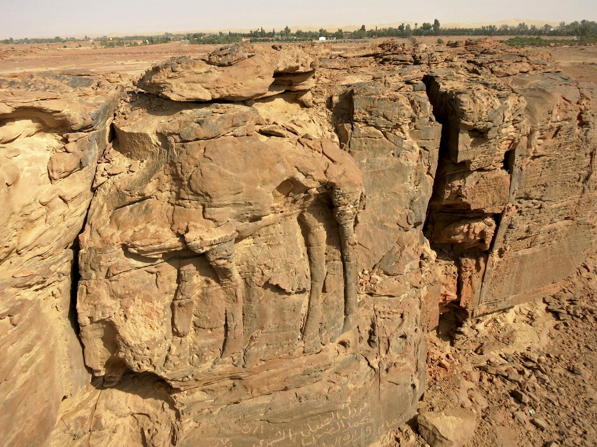 The unique, life-size sculptures of camels in Saudi Arabia are about 2,000 years old, but little is known about their origins